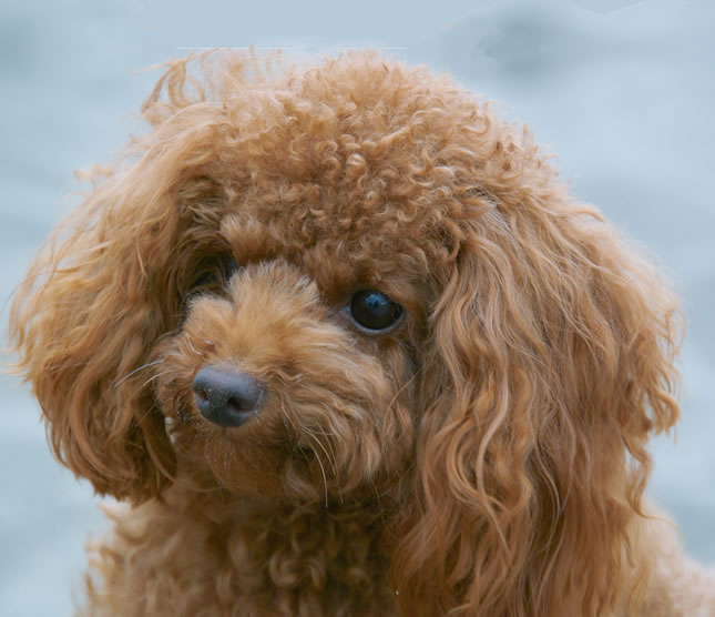 診療案内イメージ