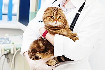 診療案内イメージ